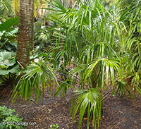 Livistona humilis, Sand Palm

Click to see full-size image