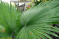 Kerriodoxa elegans, White Elephant Palm, King Thai Palm

Click to see full-size image