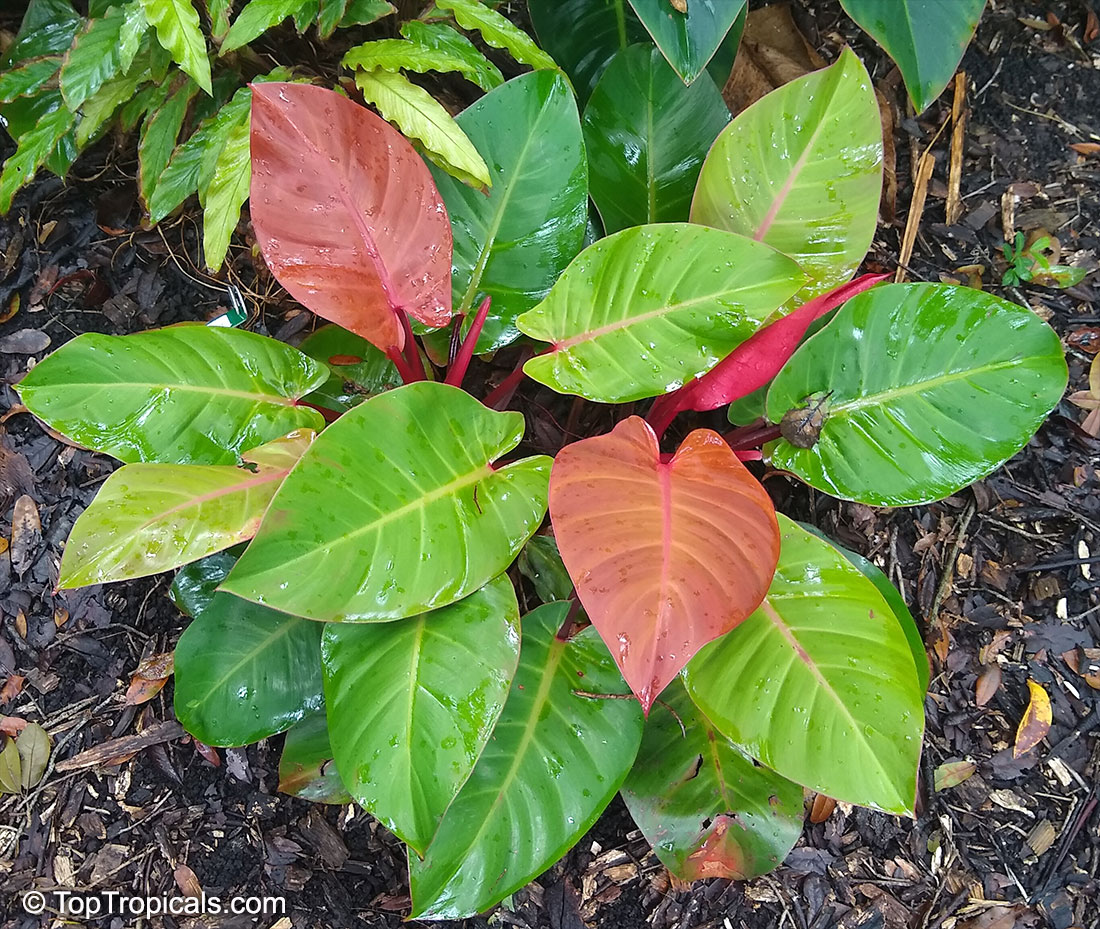 Sagittarius  Zodiac lucky plant - Philodendron