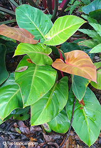 Philodendron 'McColley's Finale'

Click to see full-size image