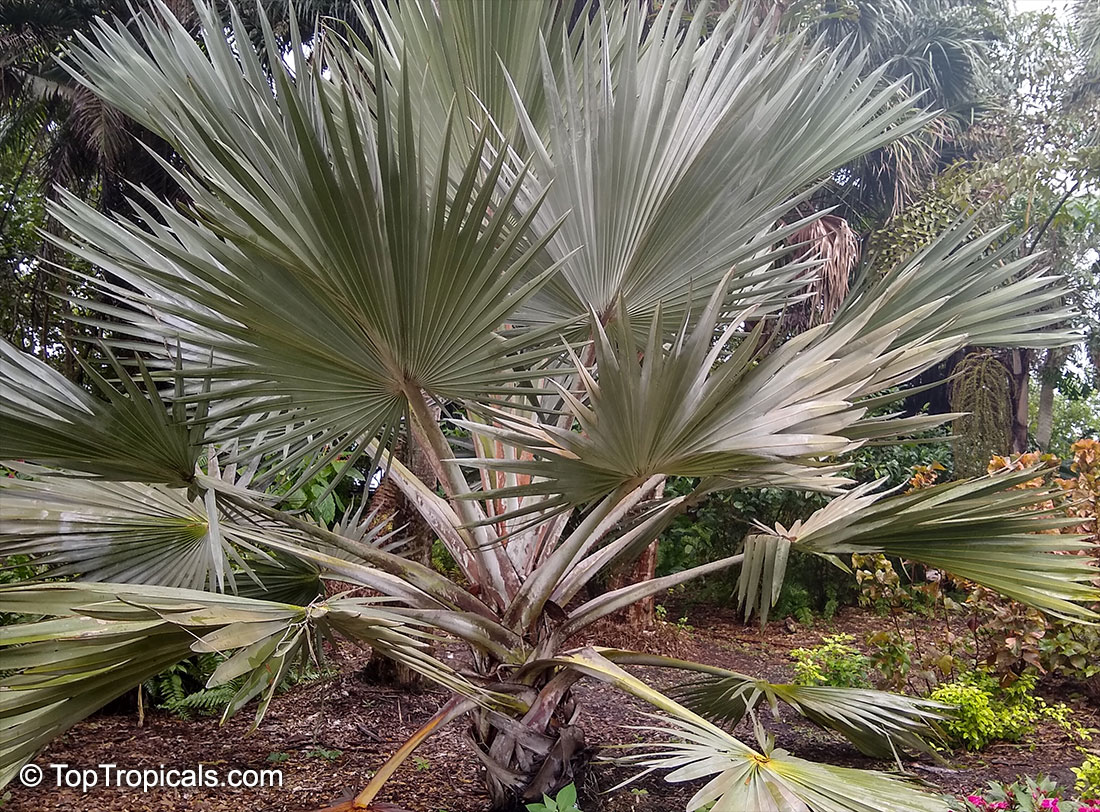 Latania sp., Latan Palm. Latania lontaroides