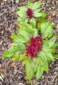 Celosia argentea, Cockscomb, Feathered Amaranth, Woolflower, Red Fox

Click to see full-size image