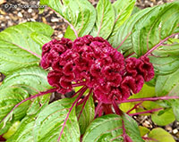 Celosia argentea, Cockscomb, Feathered Amaranth, Woolflower, Red Fox

Click to see full-size image