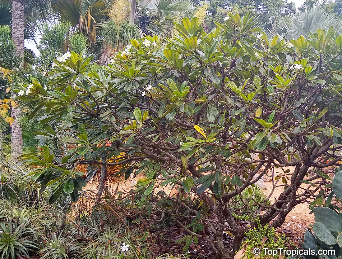 Plumeria obtusa, Singapore Plumeria