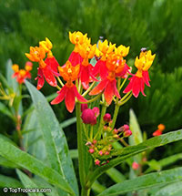 Asclepias curassavica - Red Milkweed, Butterfly Weed 

Click to see full-size image