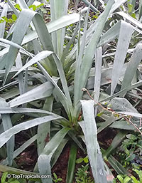 Agave neglecta, Small agave

Click to see full-size image