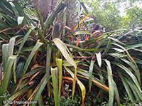Aechmea sphaerocephala, Aechmea Bromeliad, Urn Plant

Click to see full-size image