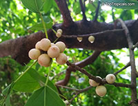 Ficus virens, White Fig, Grey Fig, Spotted Fig

Click to see full-size image
