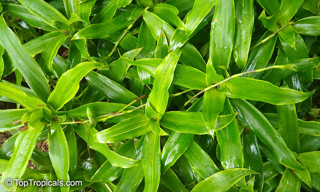 Callisia fragrans, Golden Tendril 