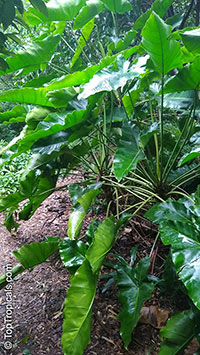Philodendron stenolobum, Philodendron

Click to see full-size image