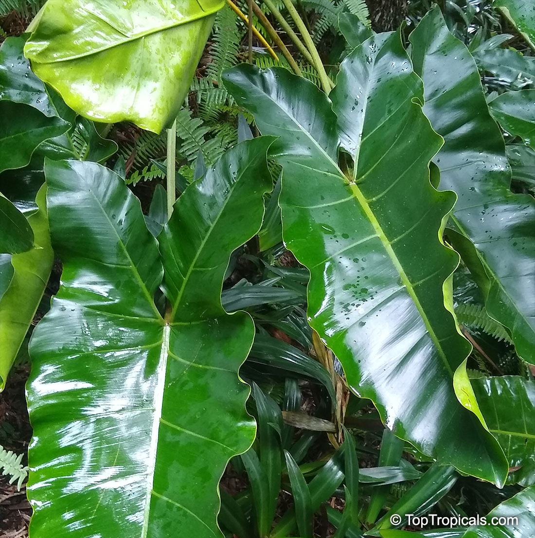 Philodendron stenolobum, Philodendron