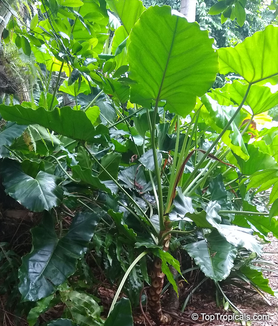 Philodendron stenolobum, Philodendron