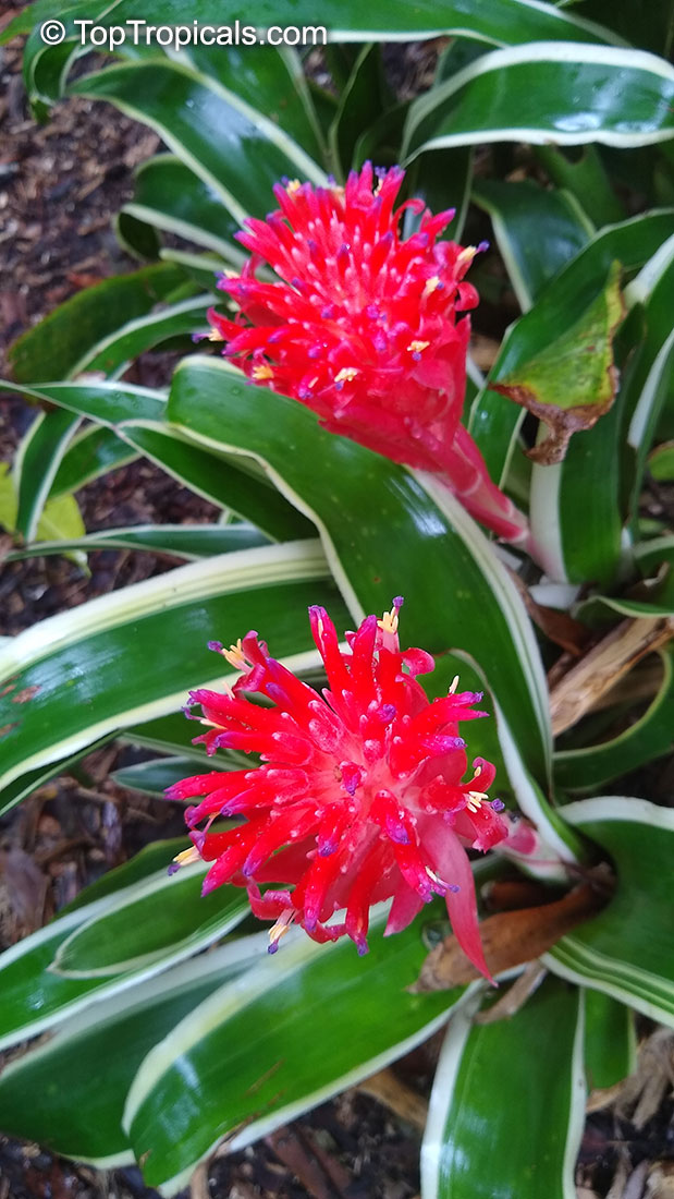 Billbergia sp., Bromeliad Queen of Tears, Friendship Plant. Billbergia pyramidalis 'Kyoto'