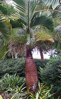 Hyophorbe lagenicaulis, Mascarena lagenicaulis, Bottle Palm

Click to see full-size image