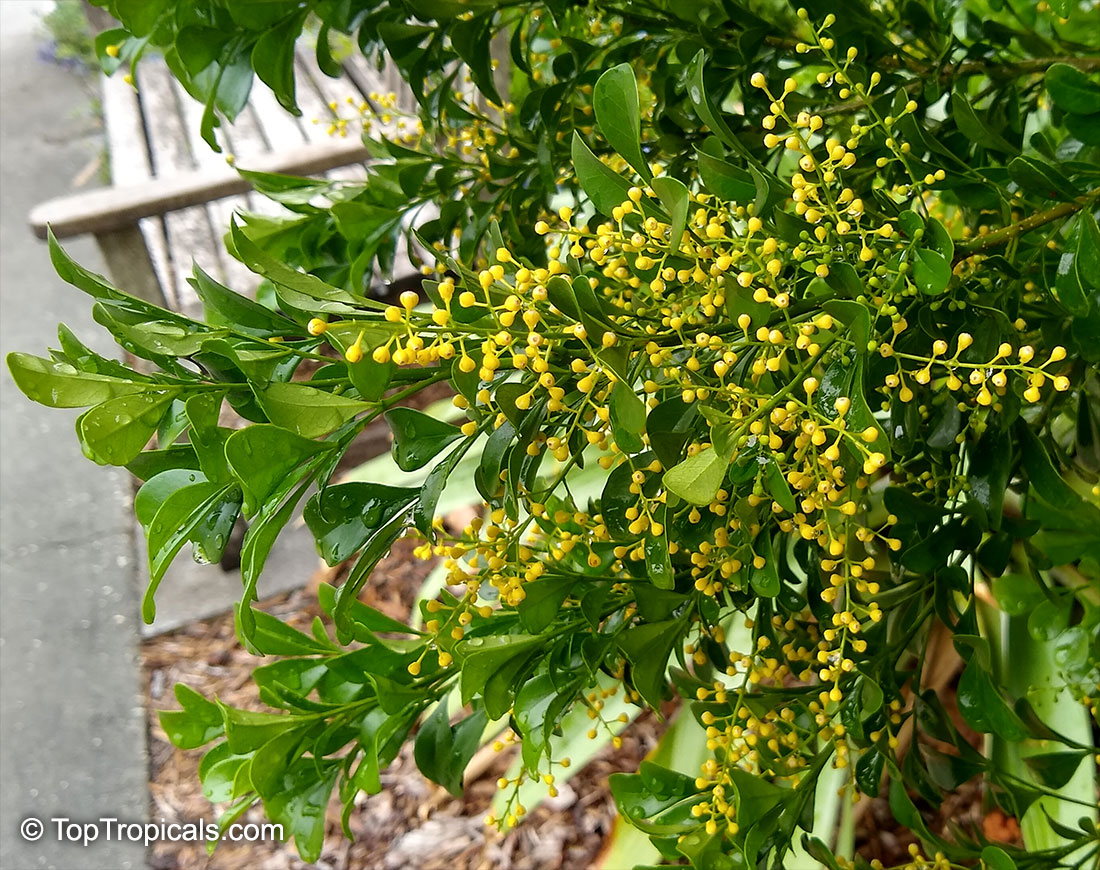 Aglaia odorata, Chinese Perfume Plant, Chinese Rice Flower, Mock Lemon
