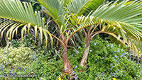 Hyophorbe sp., Mascarena sp., Bottle Palm, Spindle Palm

Click to see full-size image