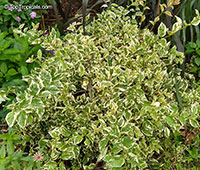 Bougainvillea sp., Bougainvillea

Click to see full-size image
