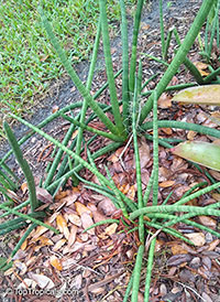 Sansevieria sp., Mother-in-law&apos;s Tongue, Devil&apos;s Tongue, Jinn&apos;s Tongue, Bow String Hemp, Snake Plant