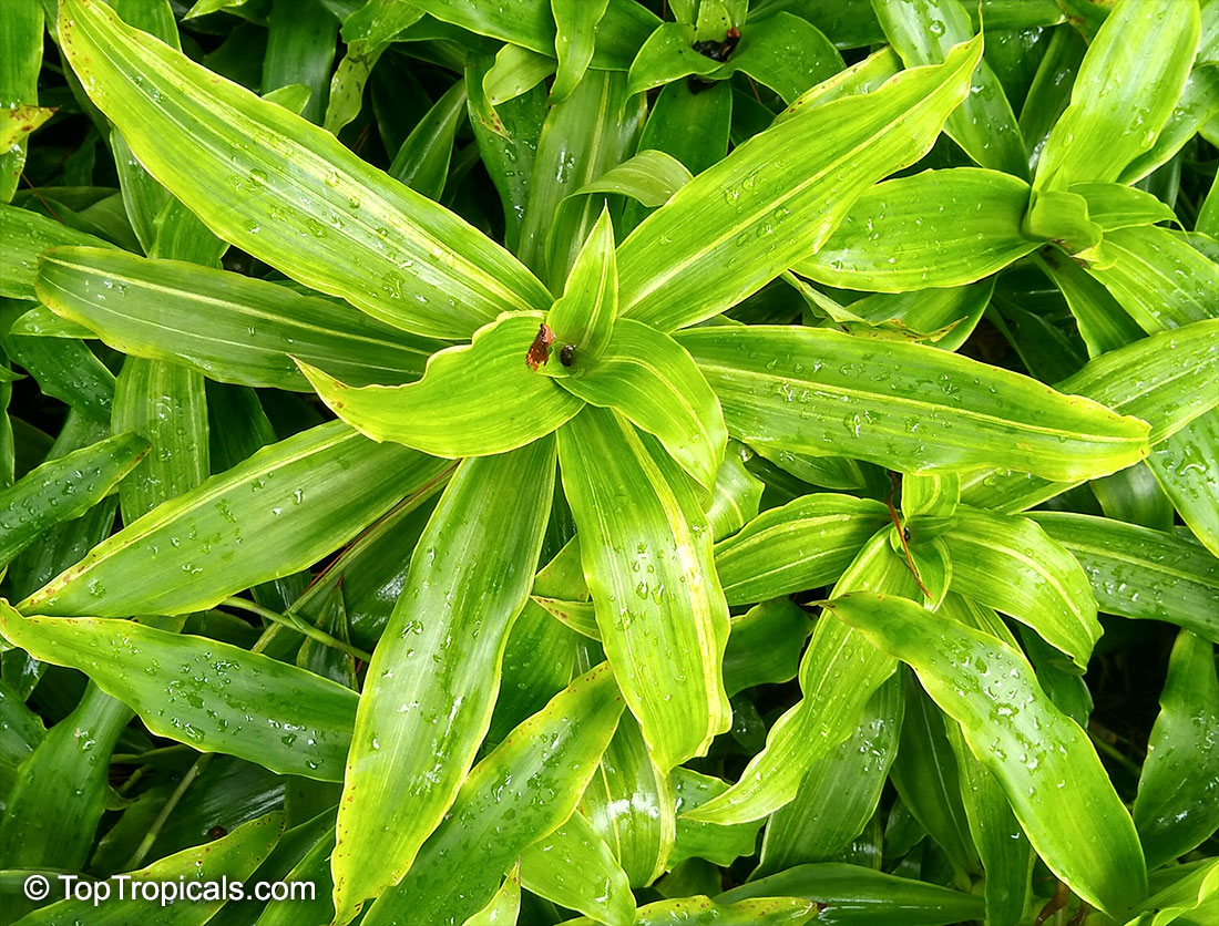 Callisia fragrans, Golden Tendril 