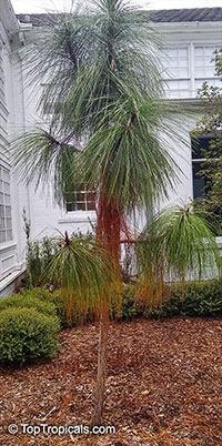 Pinus palustris, Longleaf Pine

Click to see full-size image