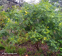 Senna sp., Cassia sp., Cassia

Click to see full-size image