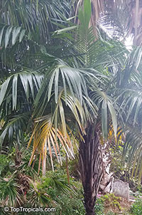Syagrus schizophylla, Cocos schizophylla, Arikuryroba schizophylla, Arikury Palm

Click to see full-size image