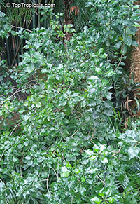 Gardenia thunbergia, Gardenia verticillata, Gardenia speciosa, White Gardenia, Forest Gardenia, Wild Gardenia

Click to see full-size image