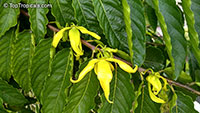 Cananga odorata, Unona odoratissima, Ylang Ylang, Perfume Tree, Chanel #5 Tree, Ilang-ilang, Maramar

Click to see full-size image