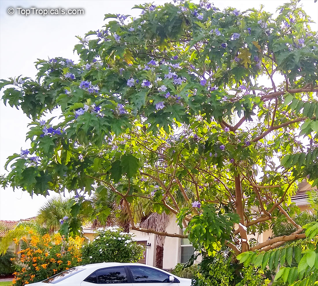 Solanum macranthum (Giant Potato Tree)