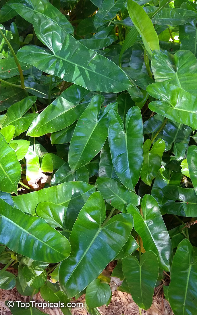 Philodendron Burle Marx, Philodendron Burle Marx