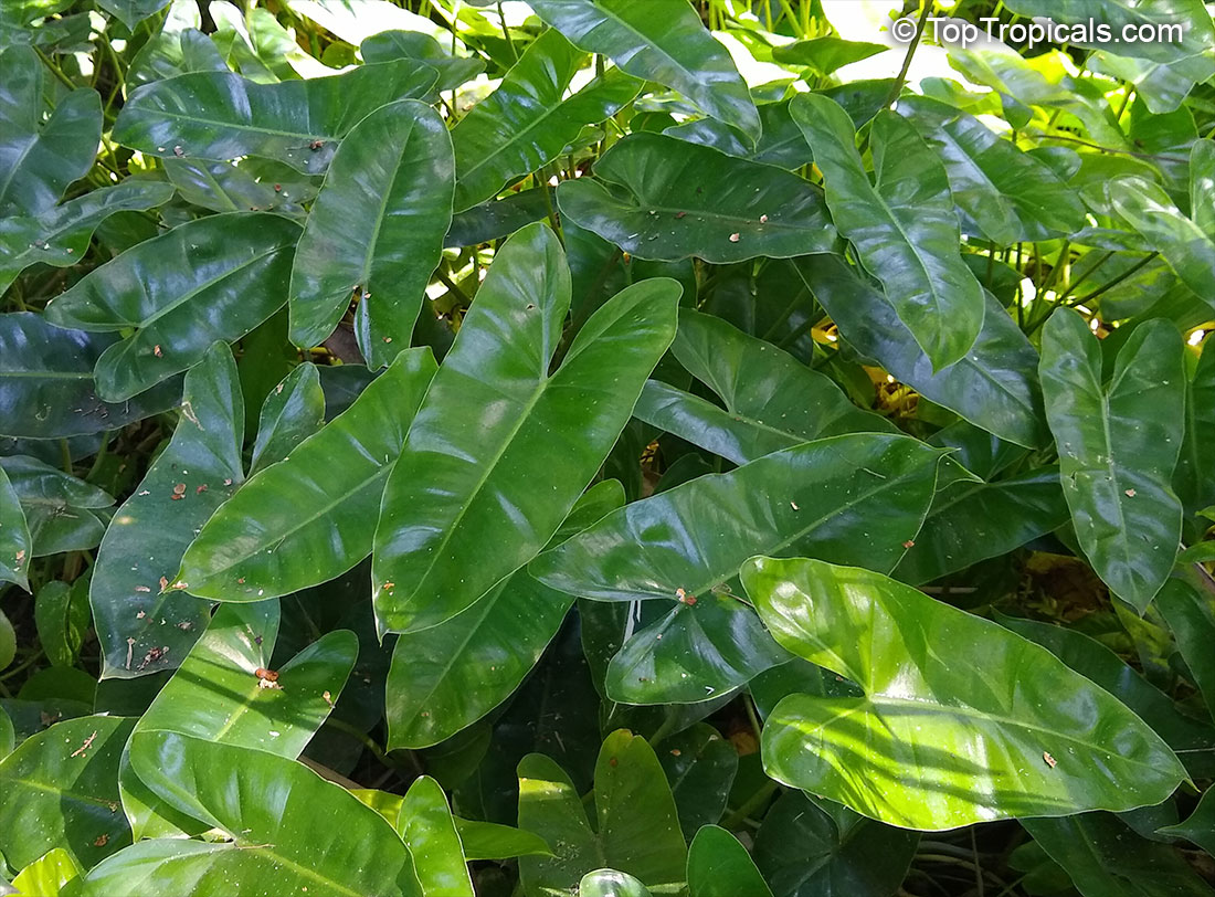 Philodendron Burle Marx, Philodendron Burle Marx