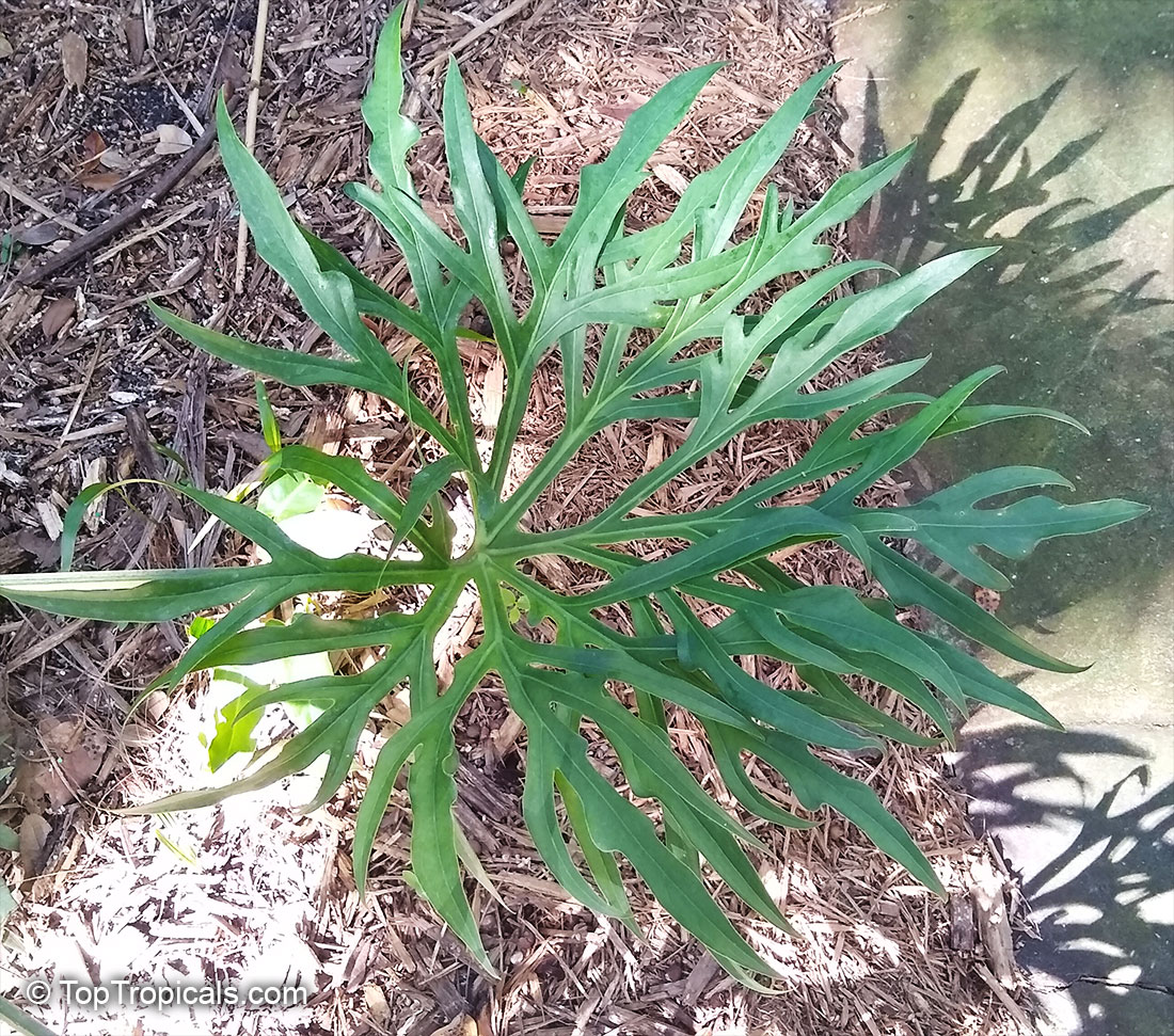 Anthurium podophyllum, Huautla form