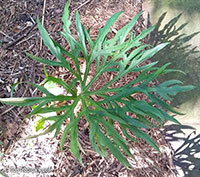 Anthurium podophyllum, Huautla form

Click to see full-size image