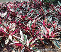 Stromanthe sp., Never-Never Plant

Click to see full-size image