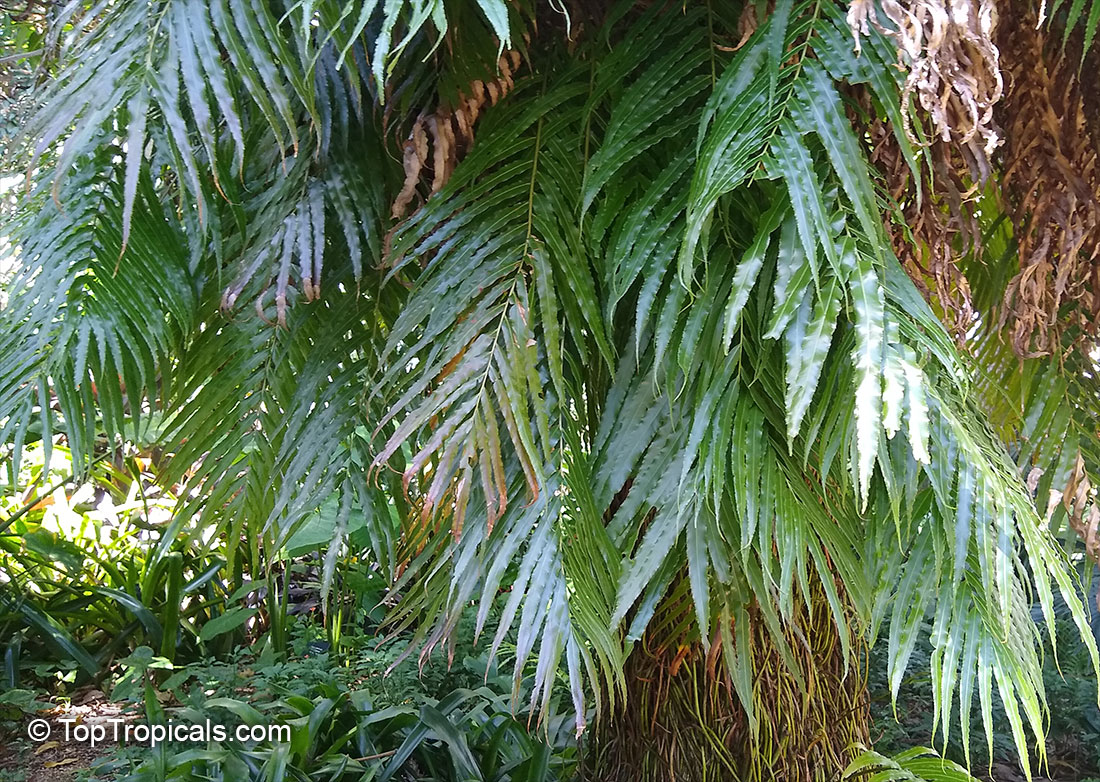 Stenochlaena tenuifolia, Lomariopsis tenuifolia, African Climbing Fern