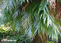 Stenochlaena tenuifolia, Lomariopsis tenuifolia, African Climbing Fern

Click to see full-size image