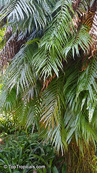 Stenochlaena tenuifolia, Lomariopsis tenuifolia, African Climbing Fern

Click to see full-size image