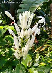 Whitfieldia elongata, Whitfieldia longiflora, Ruellia longifolia, White Candles

Click to see full-size image