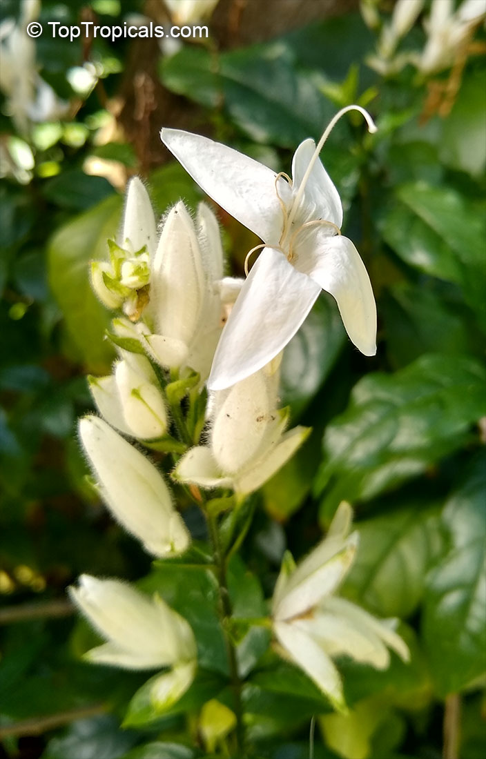 Whitfieldia elongata, Whitfieldia longiflora, Ruellia longifolia, White Candles