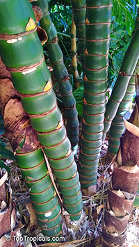 Bambusa ventricosa, Bamboo Buddha Belly

Click to see full-size image