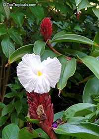 Costus speciosus, Cheilocostus speciosus, Crepe Ginger

Click to see full-size image