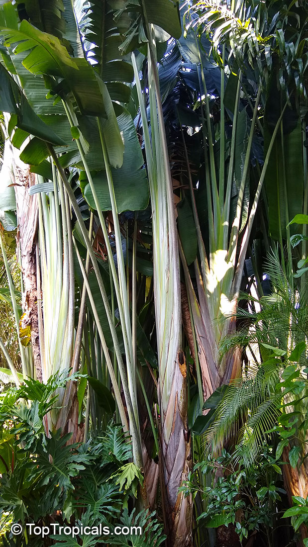 Ravenala madagascariensis Travelers Palm Pint Plant - Georgia Vines