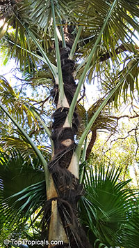 Arenga pinnata, Arenga saccharifera, Sugar Palm, Black Sugar Palm, Gomuti Palm

Click to see full-size image