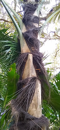 Arenga pinnata, Arenga saccharifera, Sugar Palm, Black Sugar Palm, Gomuti Palm

Click to see full-size image