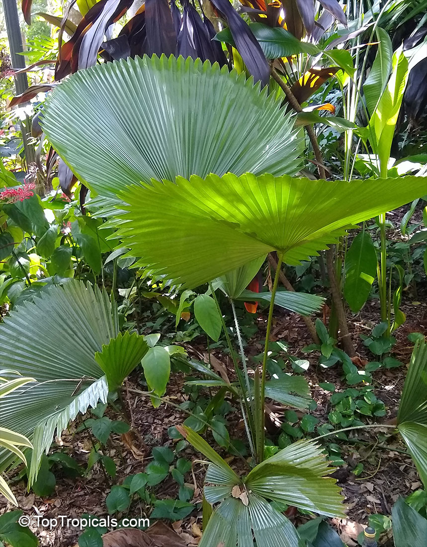 Licuala peltata, Ruffled Fan palm
