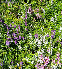 Angelonia angustiflolia, Angelonia goyazensis, Angel Mist, Summer Snapdragon, Angel Flower

Click to see full-size image
