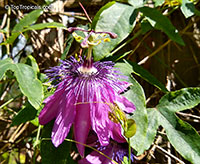 Passiflora 'Amethyst', Lavender Lady

Click to see full-size image