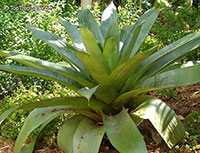 Alcantarea imperialis, Vriesea imperialis, Giant Bromeliad

Click to see full-size image