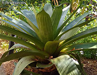 Alcantarea imperialis, Vriesea imperialis, Giant Bromeliad

Click to see full-size image