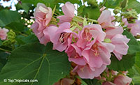 Dombeya elegans, Pink Cloud, Mahot Rose

Click to see full-size image
